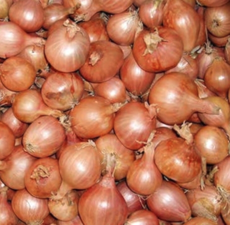 Scalogno dorato tondo - conf. da 0,5 kg Scalogno e Cipolle